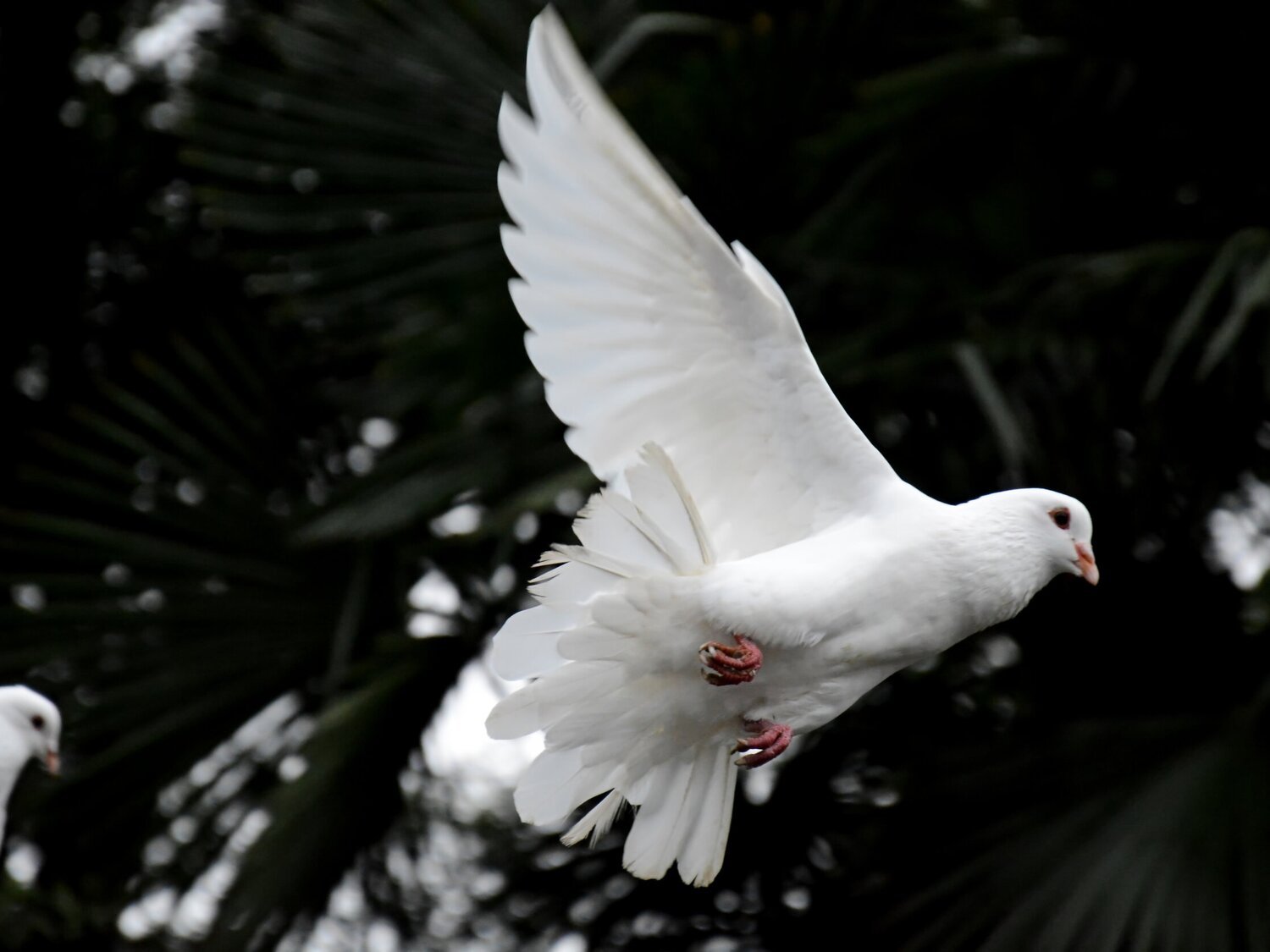 dove.jpeg