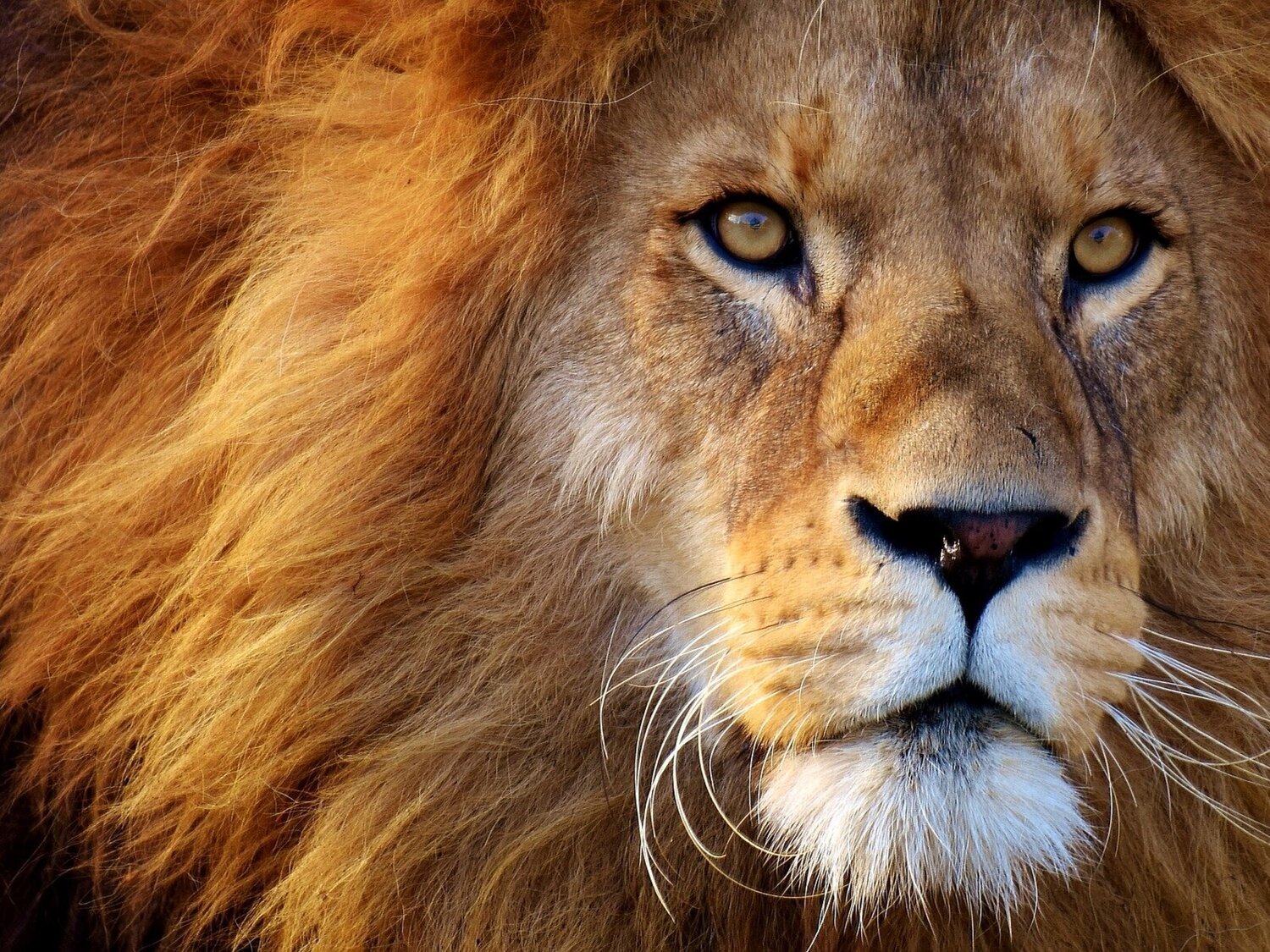lion.jpeg