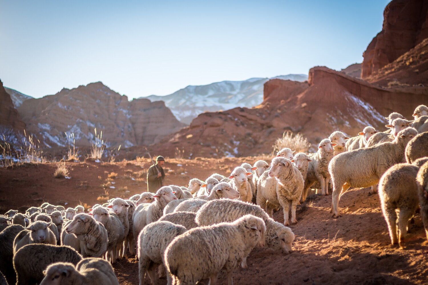 sheep.jpeg
